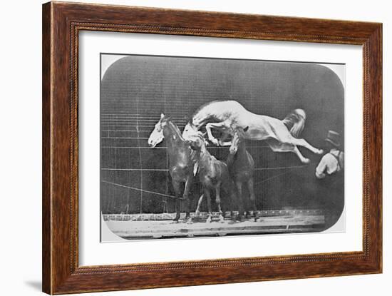 Jumping over Three Horses...Chestnut Horse Hornet-Eadweard Muybridge-Framed Giclee Print