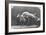 Jumping over Three Horses...Chestnut Horse Hornet-Eadweard Muybridge-Framed Giclee Print