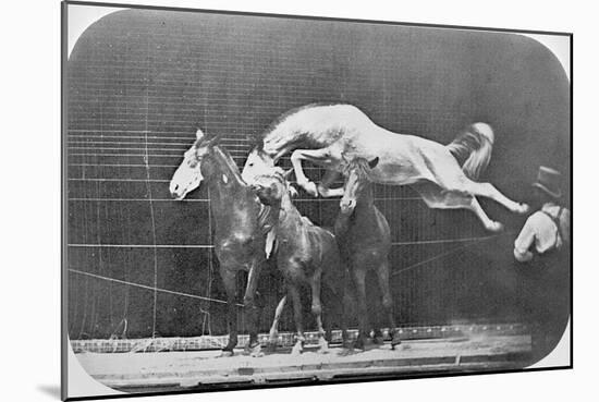 Jumping over Three Horses...Chestnut Horse Hornet-Eadweard Muybridge-Mounted Giclee Print