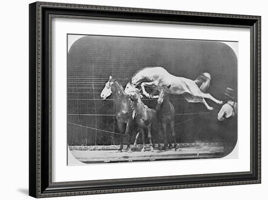 Jumping over Three Horses...Chestnut Horse Hornet-Eadweard Muybridge-Framed Giclee Print