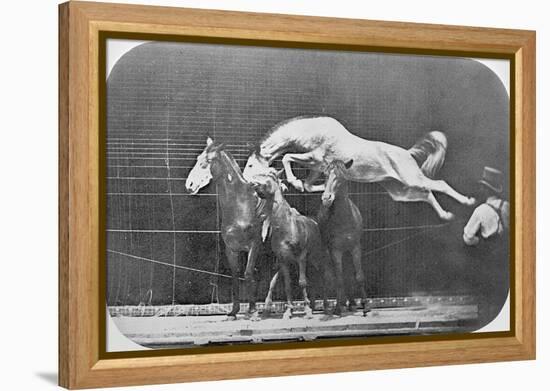 Jumping over Three Horses...Chestnut Horse Hornet-Eadweard Muybridge-Framed Premier Image Canvas