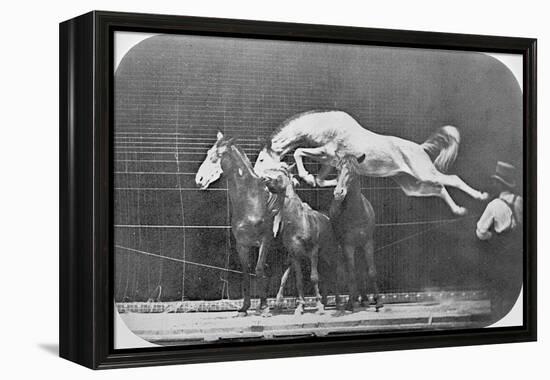 Jumping over Three Horses...Chestnut Horse Hornet-Eadweard Muybridge-Framed Premier Image Canvas