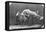 Jumping over Three Horses...Chestnut Horse Hornet-Eadweard Muybridge-Framed Premier Image Canvas