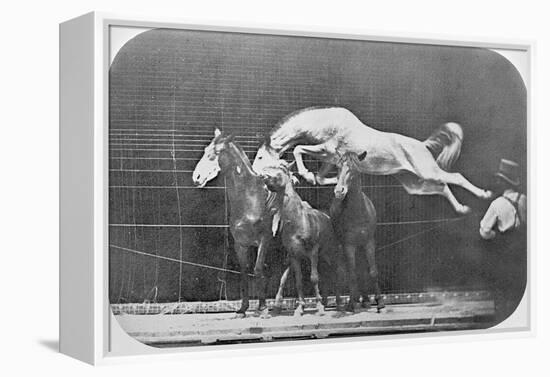 Jumping over Three Horses...Chestnut Horse Hornet-Eadweard Muybridge-Framed Premier Image Canvas