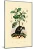 Jumping Spider, 1833-39-null-Mounted Giclee Print