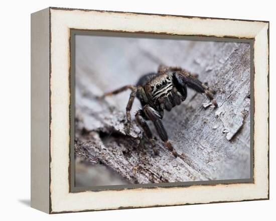 Jumping spider in alert pose, ready to jump, UK-Andy Sands-Framed Premier Image Canvas