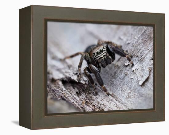 Jumping spider in alert pose, ready to jump, UK-Andy Sands-Framed Premier Image Canvas