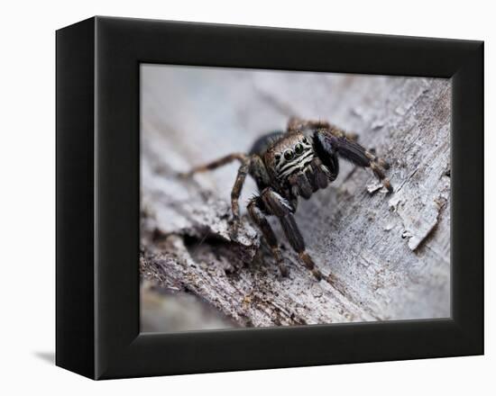Jumping spider in alert pose, ready to jump, UK-Andy Sands-Framed Premier Image Canvas