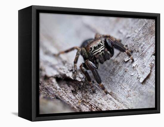 Jumping spider in alert pose, ready to jump, UK-Andy Sands-Framed Premier Image Canvas