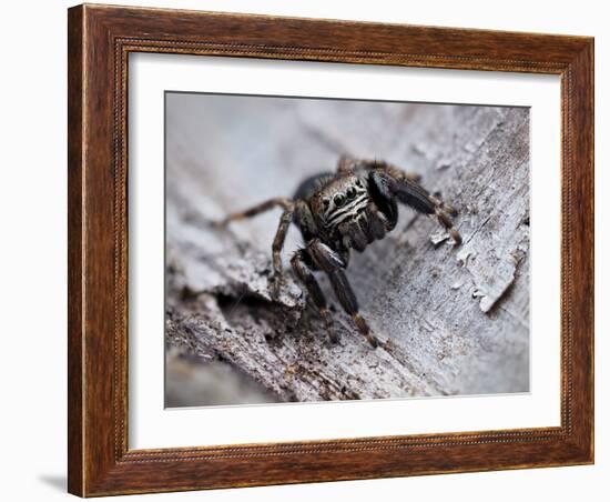 Jumping spider in alert pose, ready to jump, UK-Andy Sands-Framed Photographic Print