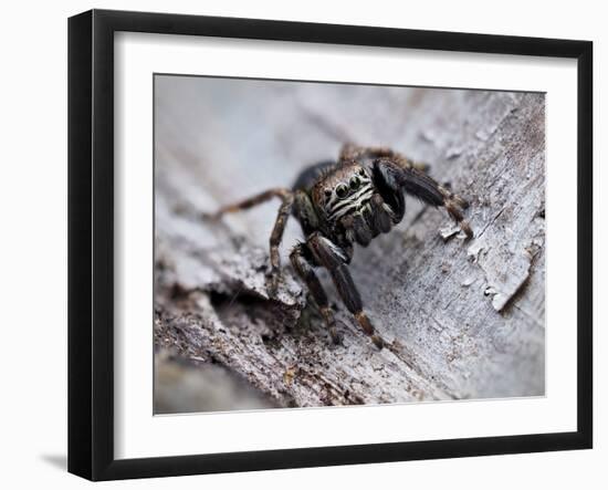 Jumping spider in alert pose, ready to jump, UK-Andy Sands-Framed Photographic Print