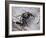 Jumping spider in alert pose, ready to jump, UK-Andy Sands-Framed Photographic Print