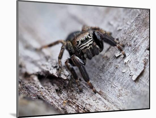 Jumping spider in alert pose, ready to jump, UK-Andy Sands-Mounted Photographic Print