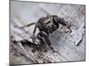 Jumping spider in alert pose, ready to jump, UK-Andy Sands-Mounted Photographic Print