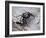 Jumping spider in alert pose, ready to jump, UK-Andy Sands-Framed Photographic Print