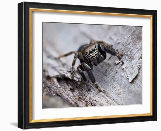 Jumping spider in alert pose, ready to jump, UK-Andy Sands-Framed Photographic Print