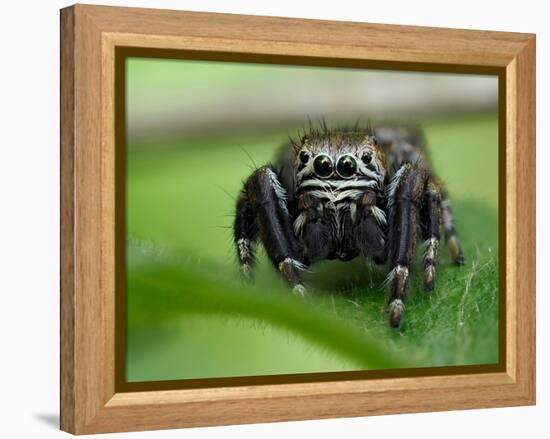 Jumping spider resting on leaf, UK-Andy Sands-Framed Premier Image Canvas