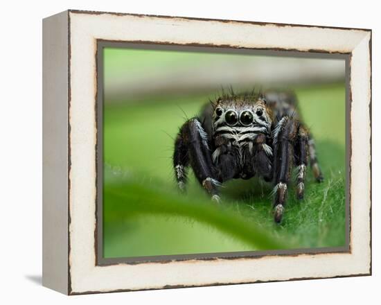 Jumping spider resting on leaf, UK-Andy Sands-Framed Premier Image Canvas