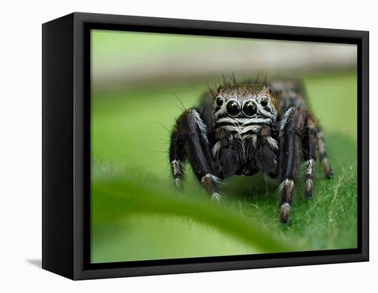 Jumping spider resting on leaf, UK-Andy Sands-Framed Premier Image Canvas