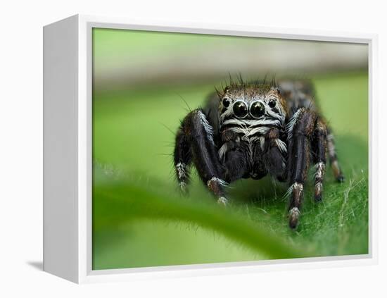 Jumping spider resting on leaf, UK-Andy Sands-Framed Premier Image Canvas