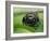 Jumping spider resting on leaf, UK-Andy Sands-Framed Photographic Print