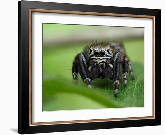 Jumping spider resting on leaf, UK-Andy Sands-Framed Photographic Print