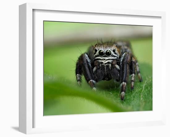 Jumping spider resting on leaf, UK-Andy Sands-Framed Photographic Print