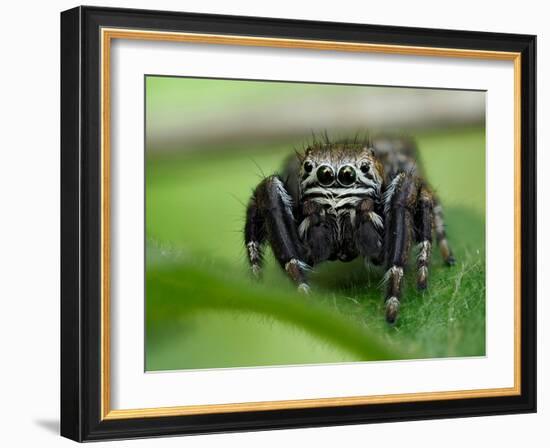 Jumping spider resting on leaf, UK-Andy Sands-Framed Photographic Print