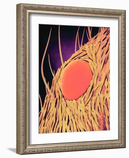 Jumping Spider's Eye, SEM-Susumu Nishinaga-Framed Photographic Print