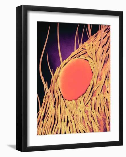 Jumping Spider's Eye, SEM-Susumu Nishinaga-Framed Photographic Print