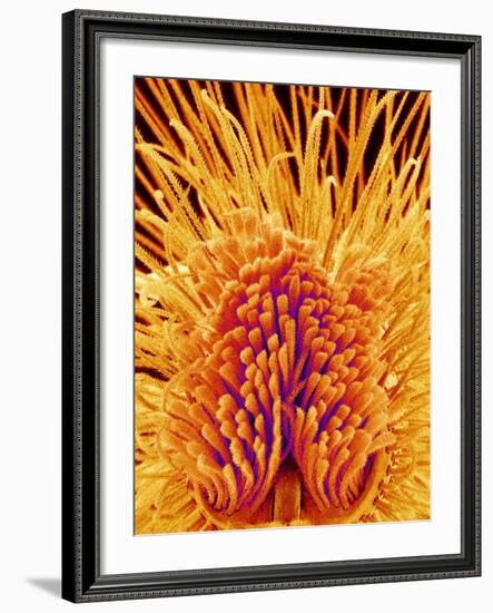 Jumping Spider's Leg, SEM-Susumu Nishinaga-Framed Photographic Print