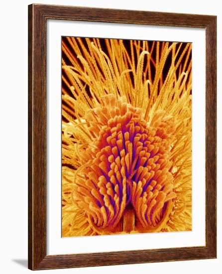 Jumping Spider's Leg, SEM-Susumu Nishinaga-Framed Photographic Print