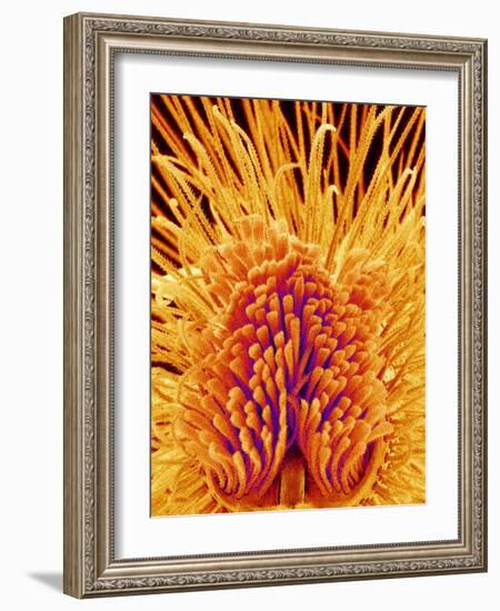 Jumping Spider's Leg, SEM-Susumu Nishinaga-Framed Photographic Print