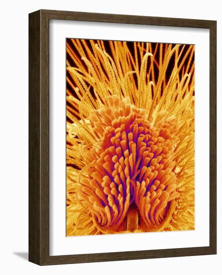 Jumping Spider's Leg, SEM-Susumu Nishinaga-Framed Photographic Print