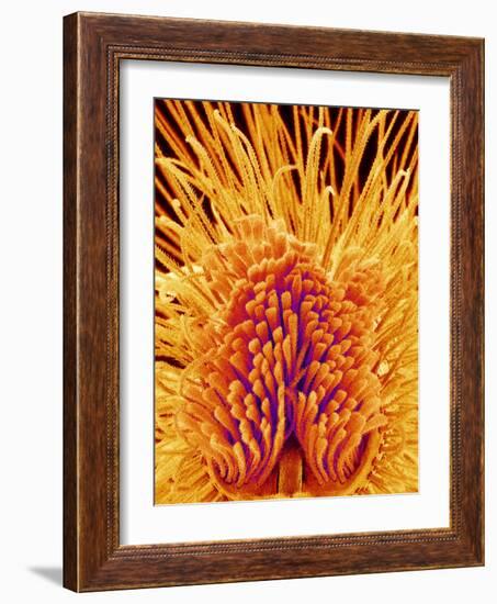 Jumping Spider's Leg, SEM-Susumu Nishinaga-Framed Photographic Print