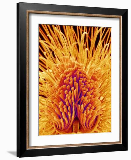 Jumping Spider's Leg, SEM-Susumu Nishinaga-Framed Photographic Print