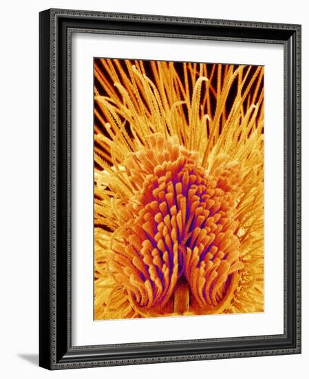 Jumping Spider's Leg, SEM-Susumu Nishinaga-Framed Photographic Print