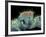 Jumping Spider, SEM-Susumu Nishinaga-Framed Photographic Print