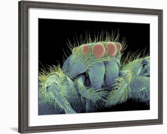 Jumping Spider, SEM-Susumu Nishinaga-Framed Photographic Print