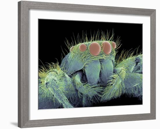 Jumping Spider, SEM-Susumu Nishinaga-Framed Photographic Print