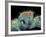 Jumping Spider, SEM-Susumu Nishinaga-Framed Photographic Print