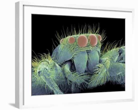 Jumping Spider, SEM-Susumu Nishinaga-Framed Photographic Print