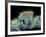 Jumping Spider, SEM-Susumu Nishinaga-Framed Photographic Print