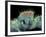 Jumping Spider, SEM-Susumu Nishinaga-Framed Photographic Print