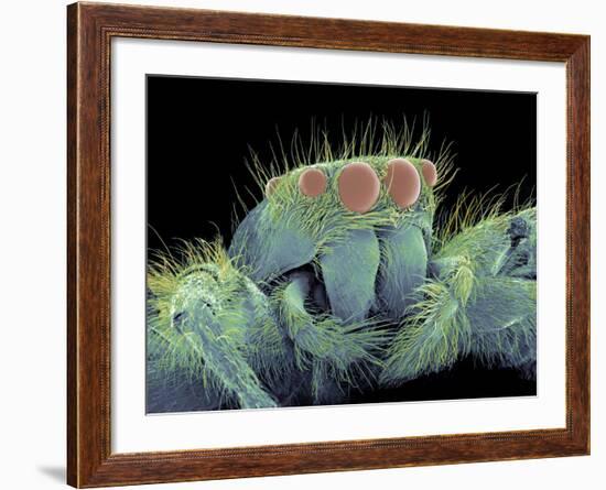 Jumping Spider, SEM-Susumu Nishinaga-Framed Photographic Print