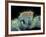 Jumping Spider, SEM-Susumu Nishinaga-Framed Photographic Print