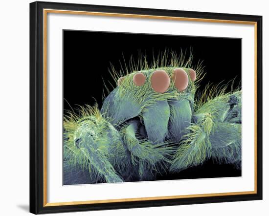 Jumping Spider, SEM-Susumu Nishinaga-Framed Photographic Print