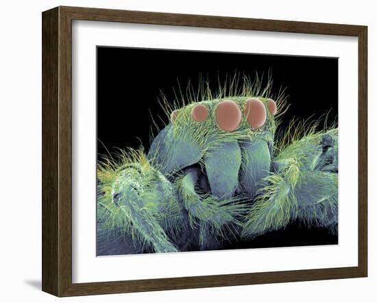 Jumping Spider, SEM-Susumu Nishinaga-Framed Photographic Print