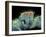 Jumping Spider, SEM-Susumu Nishinaga-Framed Photographic Print