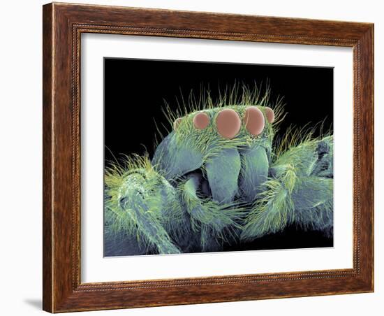 Jumping Spider, SEM-Susumu Nishinaga-Framed Photographic Print